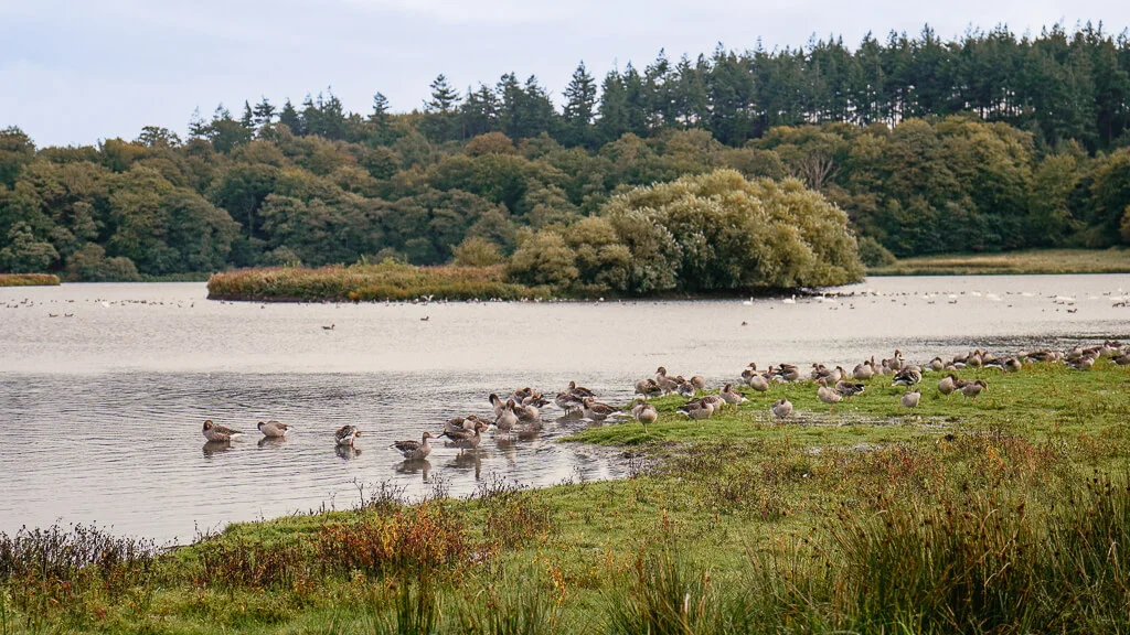 Südjütland wandern am Haderslev Dam mit vielen Wasservögeln und Gänsen