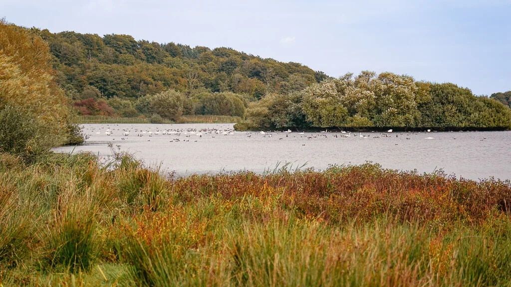 Wandern in Südjütland am Haderslev Dam mit vielen Wasservögeln im See