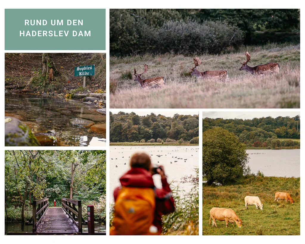 Wandern in Südjütland/ Sønderjylland rund um den Haderslev Dam mit Wildgehege Dyre Have