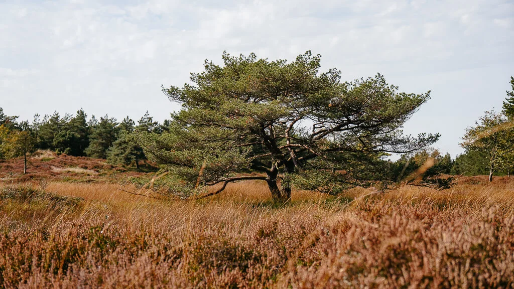 Wandern auf der Insel Rømø in der Heidelandschaft der Kirkeby Plantage in Südjütland