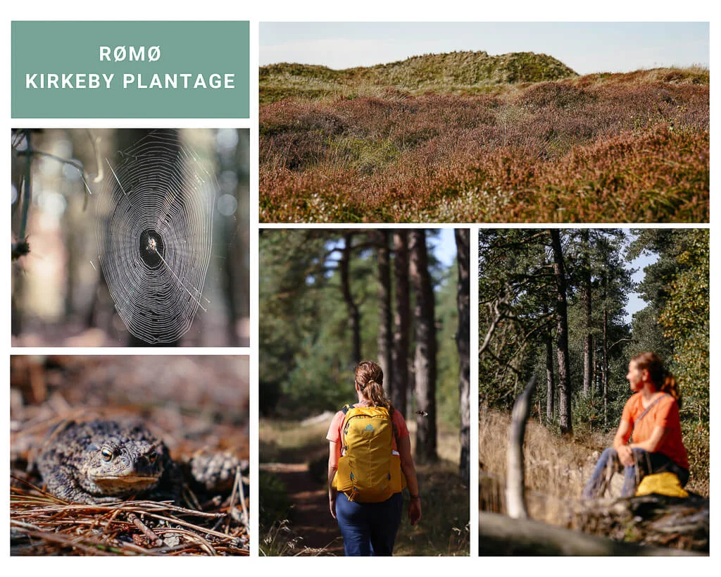 Südjütland/ Sønderjylland - wandern auf der Insel Rømø in der Kirkeby Plantage