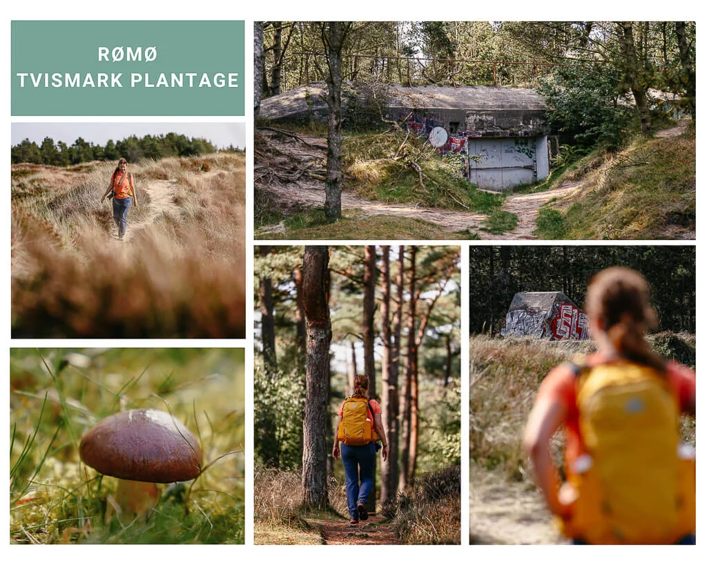 Südjütland/ Sønderjylland - wandern auf der Insel Rømø in der Tvismark Plantage