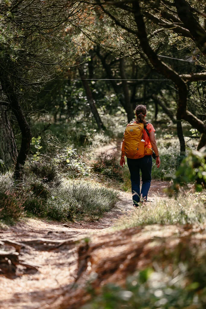 Südjütland/ Sønderjylland wandern durch den Kiefernwald der Insel Rømø mit Couchflucht