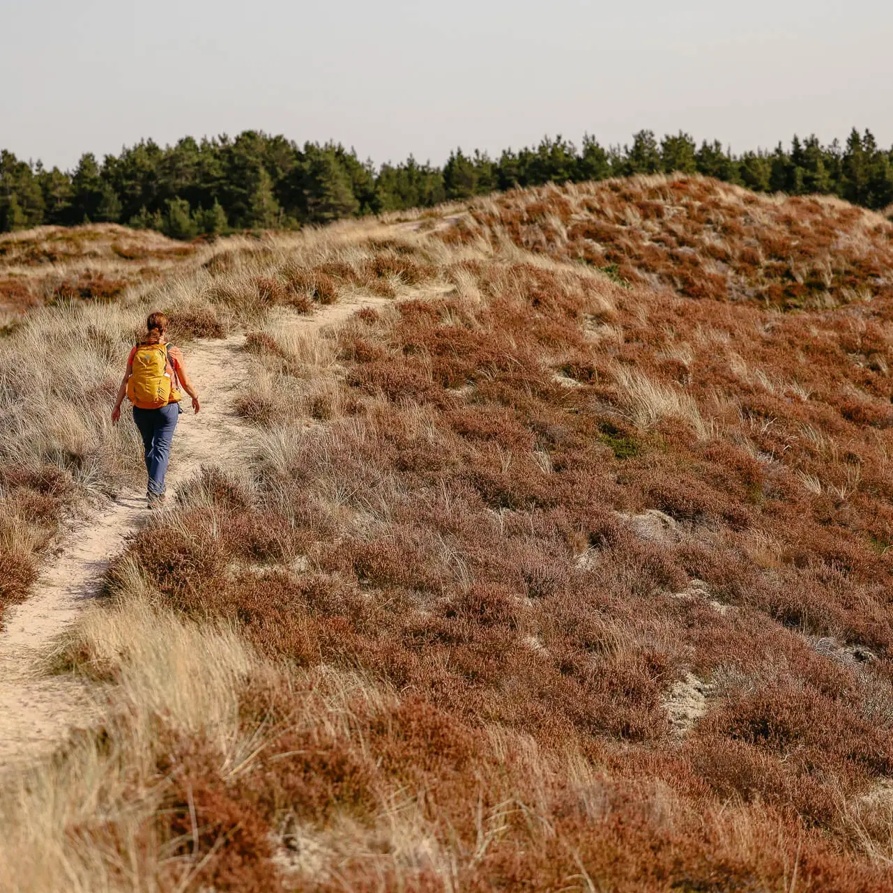 Südjütland/ Sønderjylland - wandern auf der Insel Rømø durch Dünen und Heidelandschaft