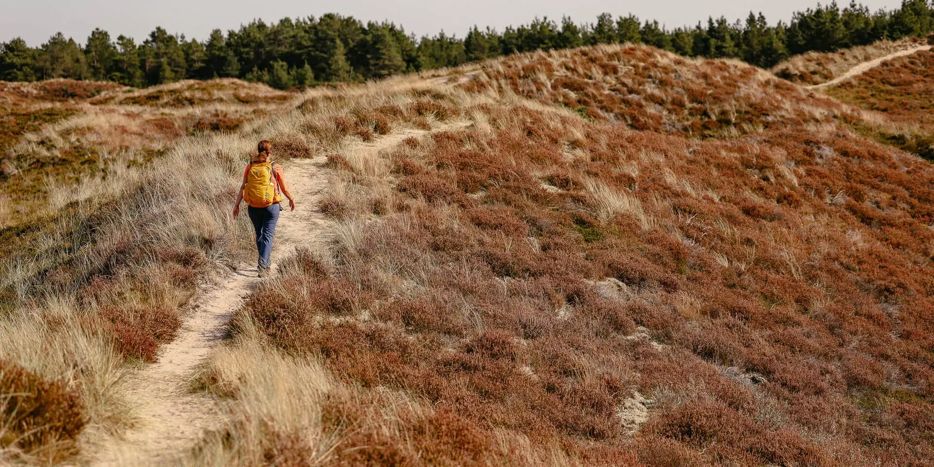 Südjütland/ Sønderjylland - wandern auf der Insel Rømø durch Dünen und Heidelandschaft