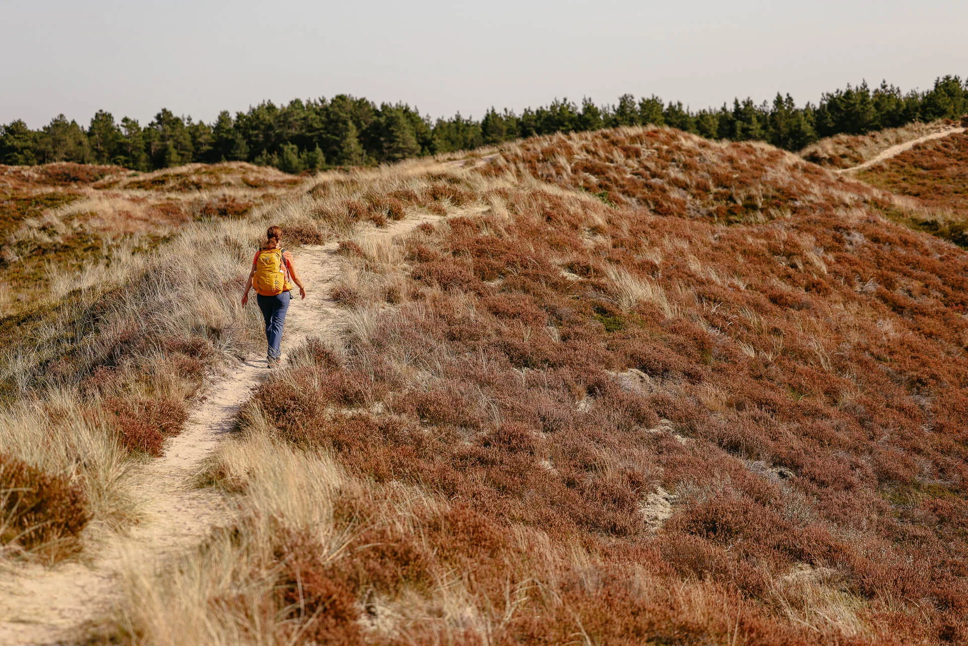 Südjütland/ Sønderjylland - wandern auf der Insel Rømø durch Dünen und Heidelandschaft