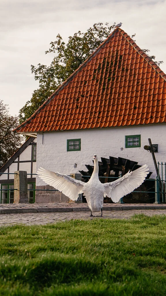 Schwan an der Wassermühle von Aabenraa in Südjütland/ Sønderjylland