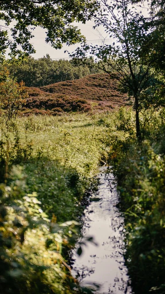 Wandern in Südjütland/ Sønderjylland auf dem Frøslev Polde Wanderweg - Landschaft mit Bach und Heide