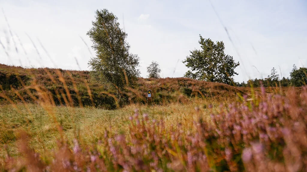Südjütland - Wandern auf dem Frøslev Polde Wanderweg mit Heidelandschaft