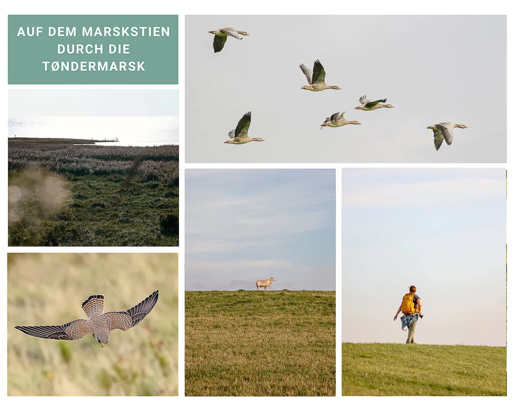 Wandern in Südjütland auf dem Marskstien durch die Tøndermarsch bei Højer in Südjütland/ Sønderjylland