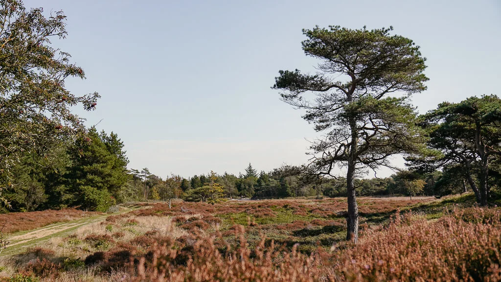 Heidelandschaft beim wandern auf der Insel Rømø in Südjütland/ Sønderjylland
