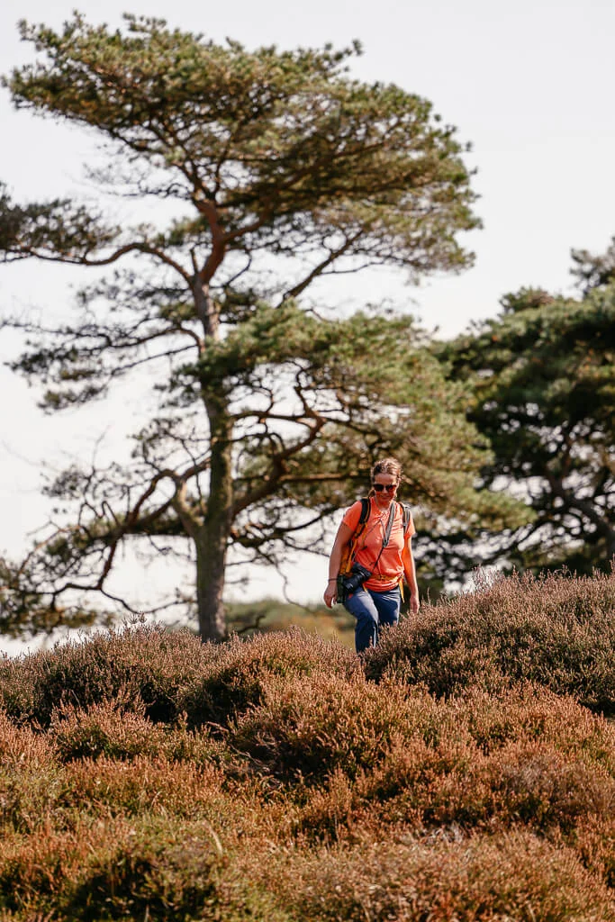Couchflucht beim wandern in der Heidelandschaft von Südjütland auf der Insel Rømø