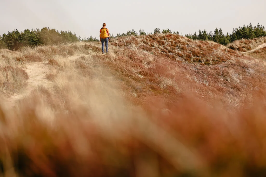 Südjütland/ Sønderjylland Wandern in den Dünen auf der Insel Rømø
