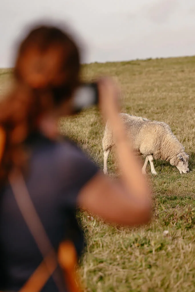 Couchflucht fotografiert Schaf beim wandern auf dem Marskstien in Südjütland bei Højer