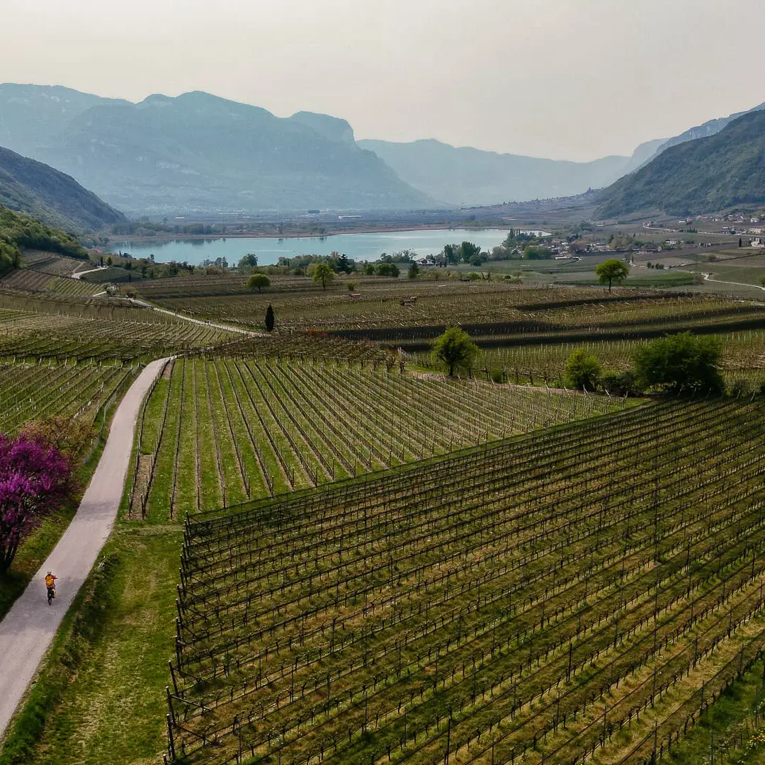 Radreise mit Eurobike Radreisen von Bozen nach Venedig - Zwischen den Weinreben am Kalterer See in Südtirol