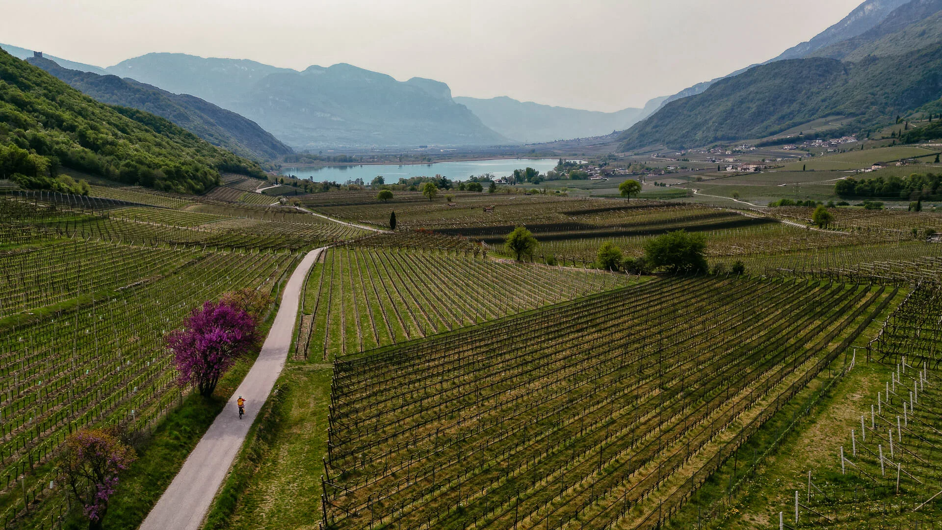 Radreise mit Eurobike Radreisen von Bozen nach Venedig - Zwischen den Weinreben am Kalterer See in Südtirol