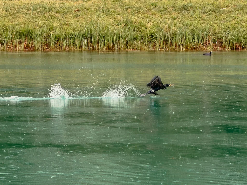 Wasservogel im Fluss Mincio w&auml;hrend der Eurobike-Radreise von Bozen nach Venedig