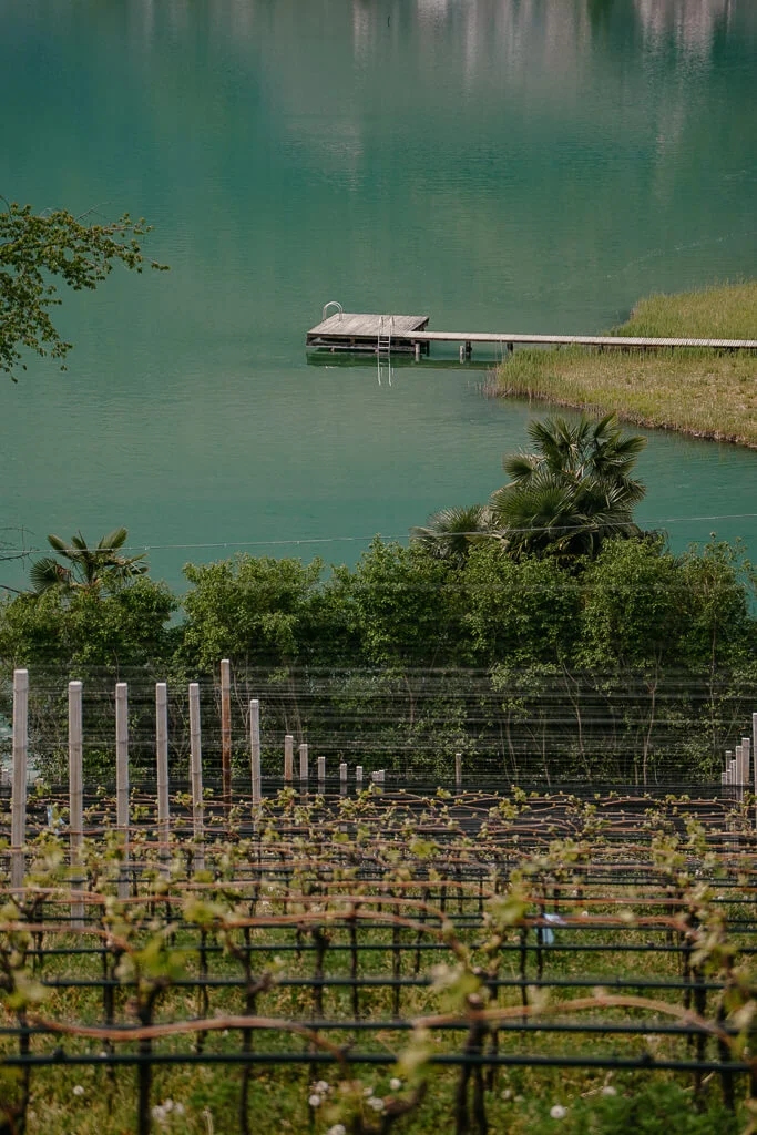 Badesteg und Weinreben am Kalterer See in S&uuml;dtirol