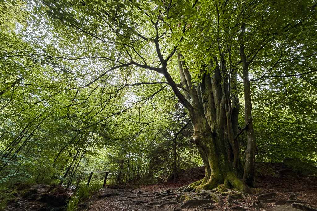Leichte Wanderwege in der Wallonie