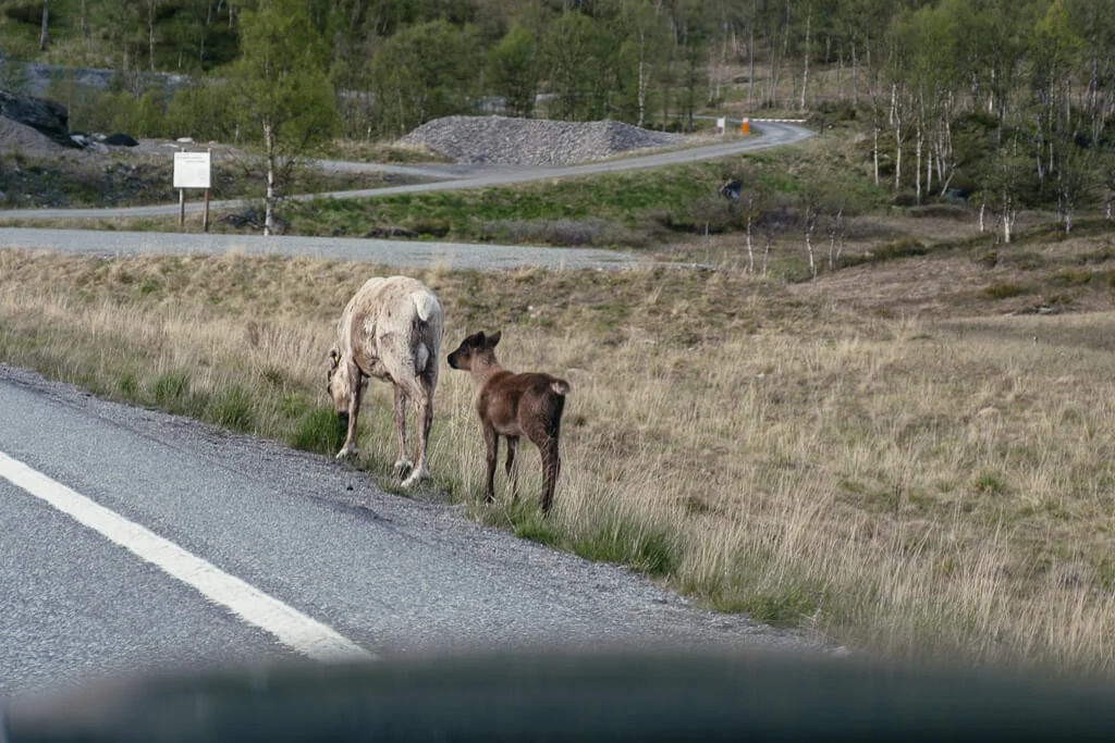 Begegnung mit wilden Rentieren an der Strasse beim Roadtrip in Norwegen