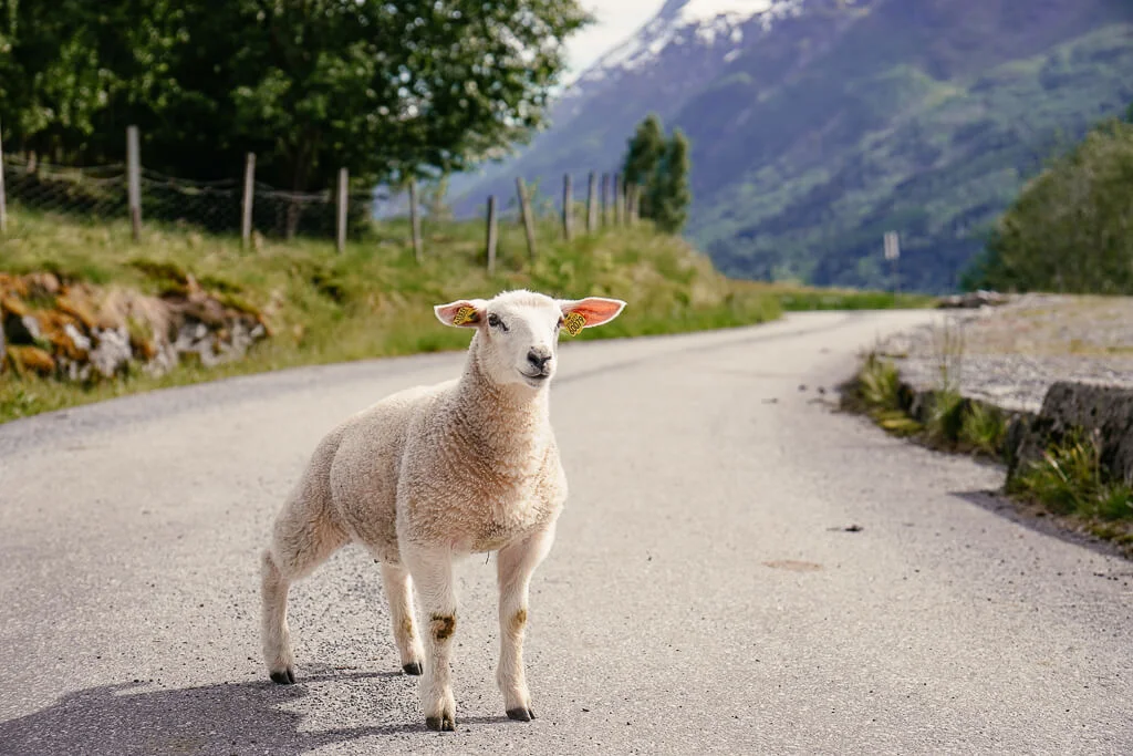 Schaf auf der Strasse beim norwegen roadtrip